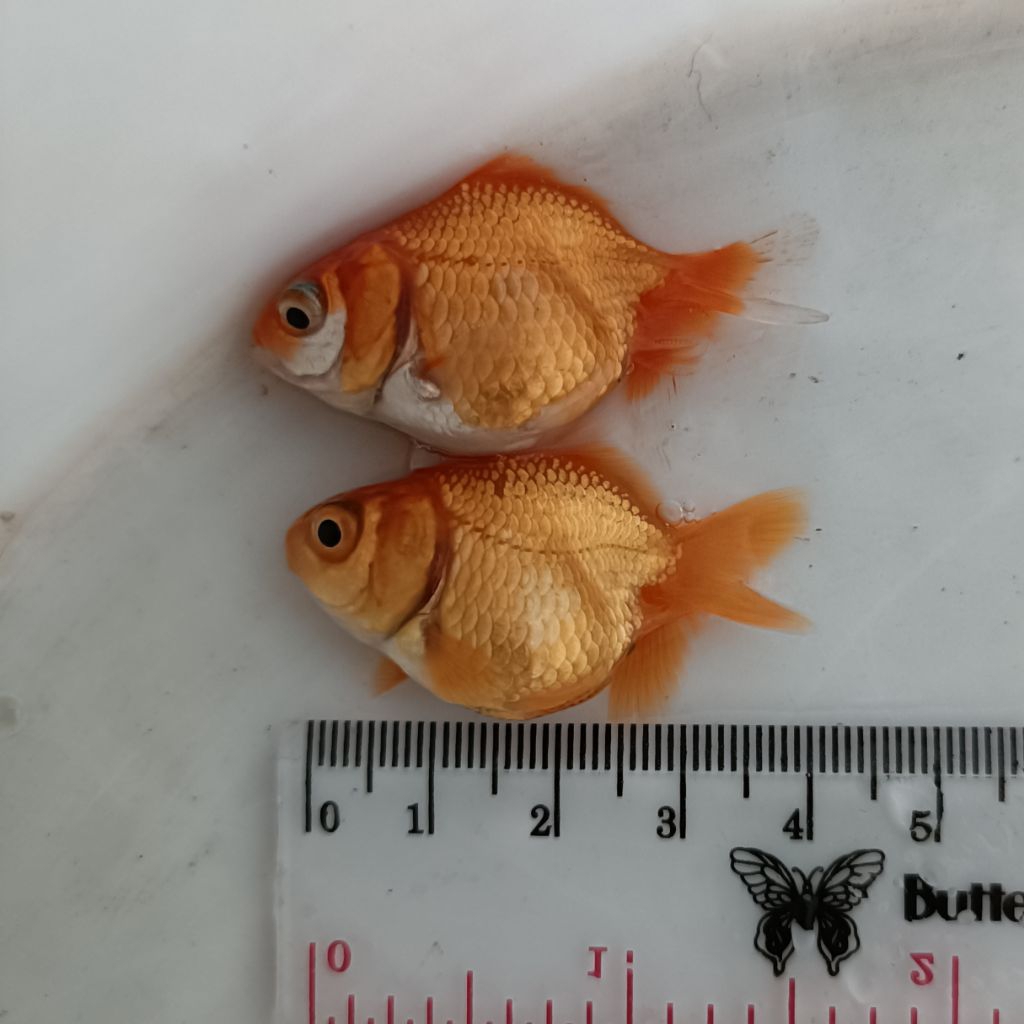 KOKI ORANDA CALICO SIZE - +4 CM [=PAKET ISI 5e=]
