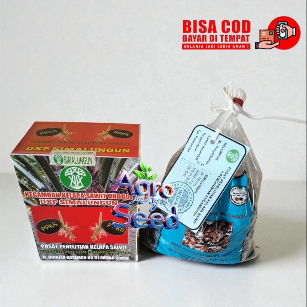 Bibit Kecambah Sawit DxP PPKS Simalungun