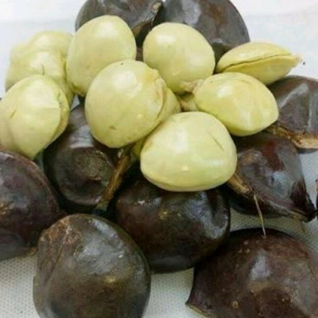 

Promo Buah jengkol muda super / jumbo 1 kg fresh segar