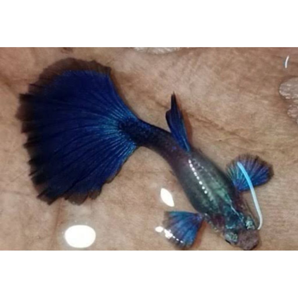 Guppy blue diamond induk