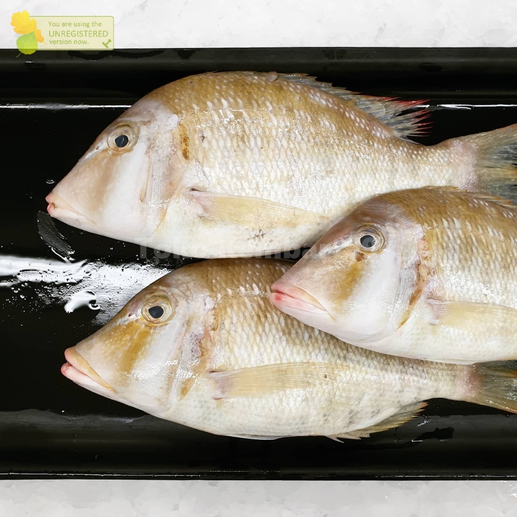 

Ikan Kakap Segar Lencam Ikan Lencam 1Kg