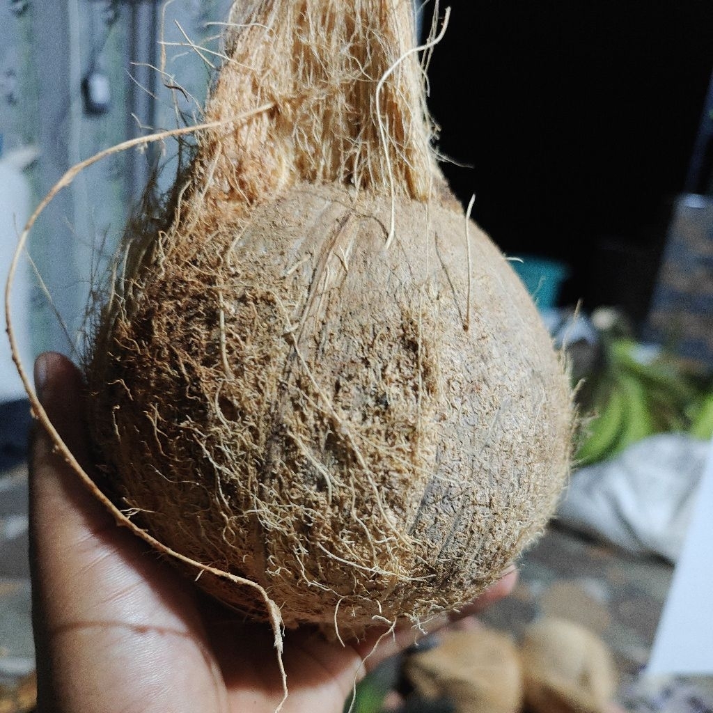 

Kelapa Tua Segar Pilihan - Siap Olah