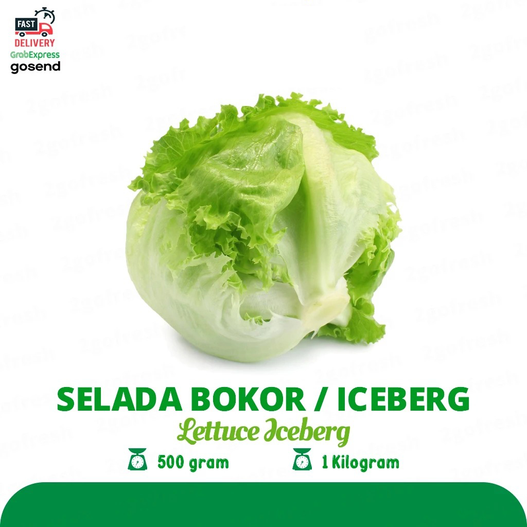 

Daun Selada / Slada Bokor / Lettuce Iceberg Fresh - Sayur Sayuran