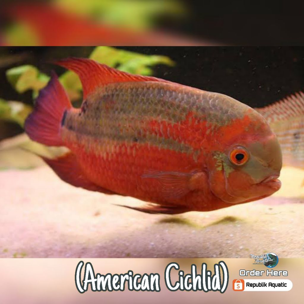 Temporalis Cichlid