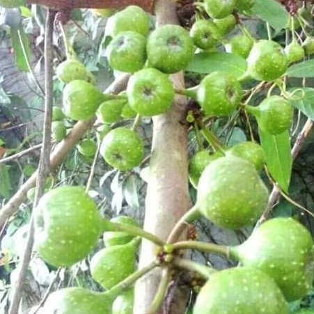 

Buah Ara/buah loa segar obat herbal