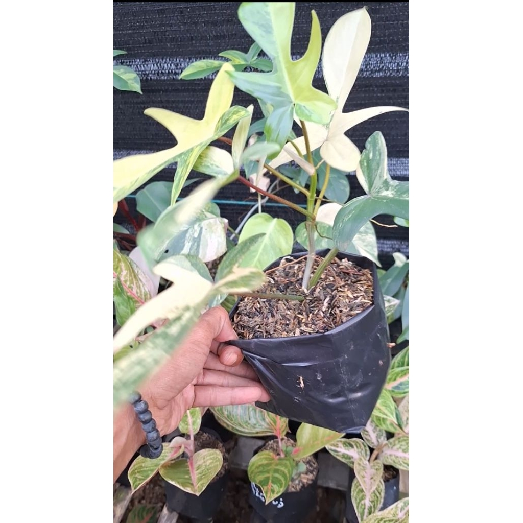 PHILODENDRON FLORIDA BEAUTY VARIGATA