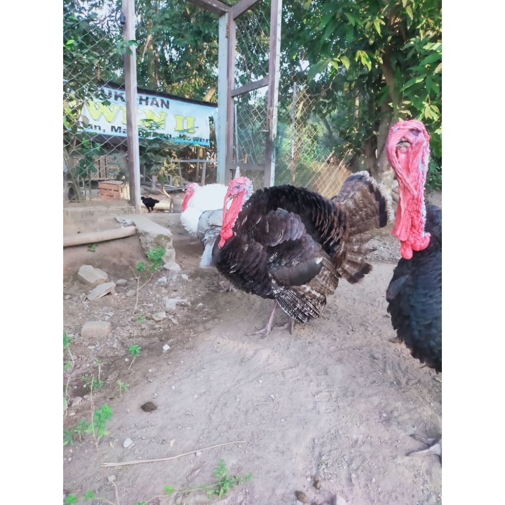 Kalkun (jantan) usia 1 tahunan