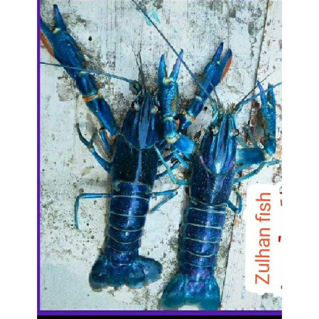 

lobster hidup air tawar redglow.size 10-13