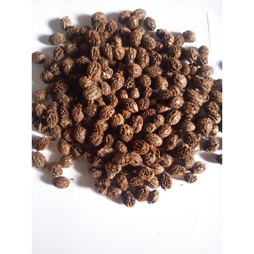 

biji pepaya kalipornia kering per 25 biji