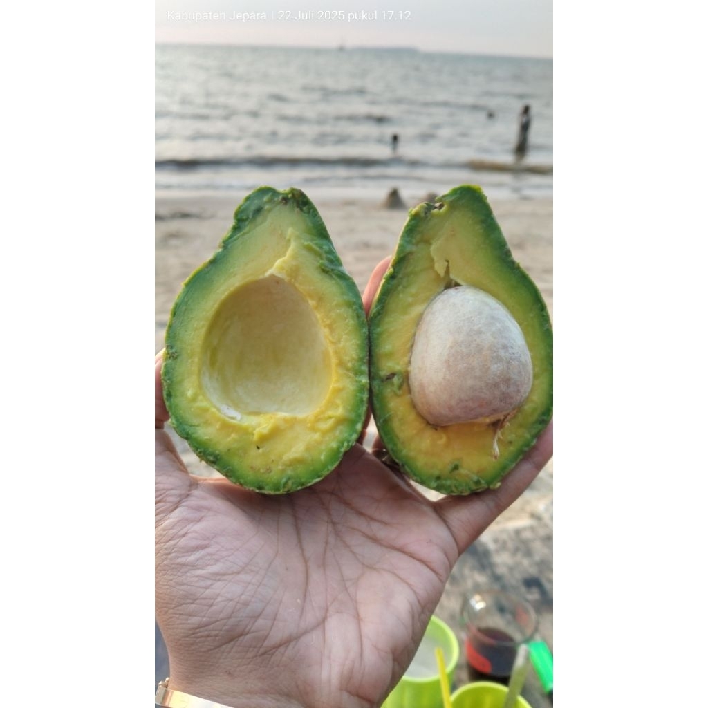 

ALPUKAT MENTEGA SUPER