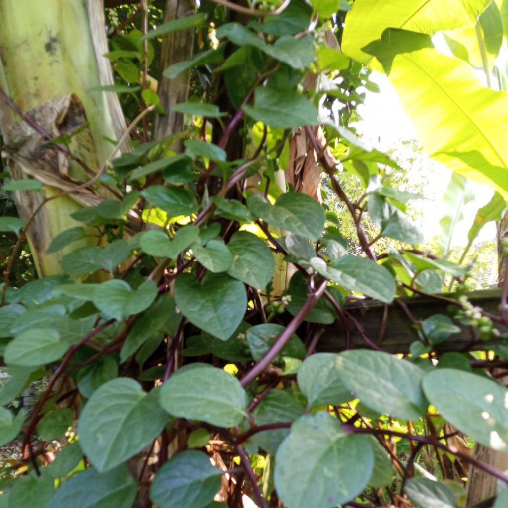 

daun binahong merah segar 100gr order baru petik