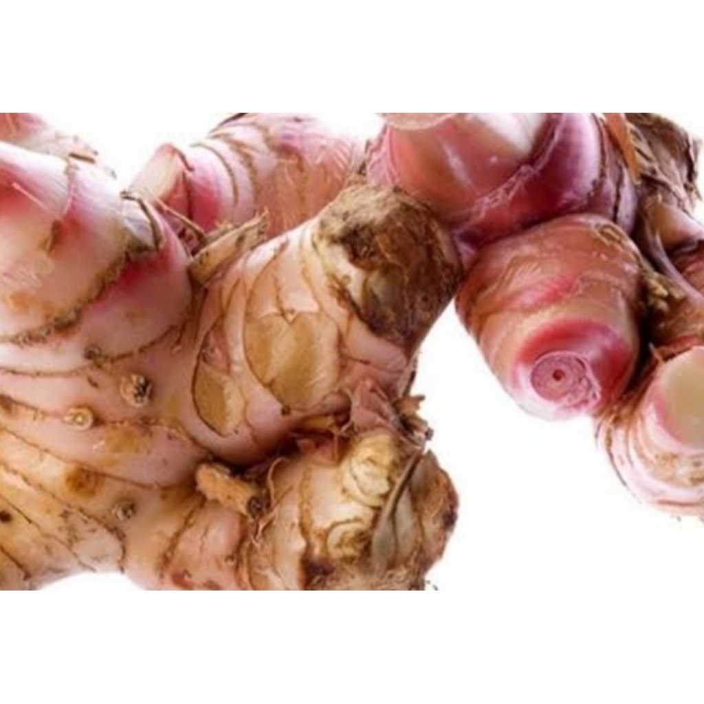 

Lengkuas Bumbu Dapur 1 kg Murah