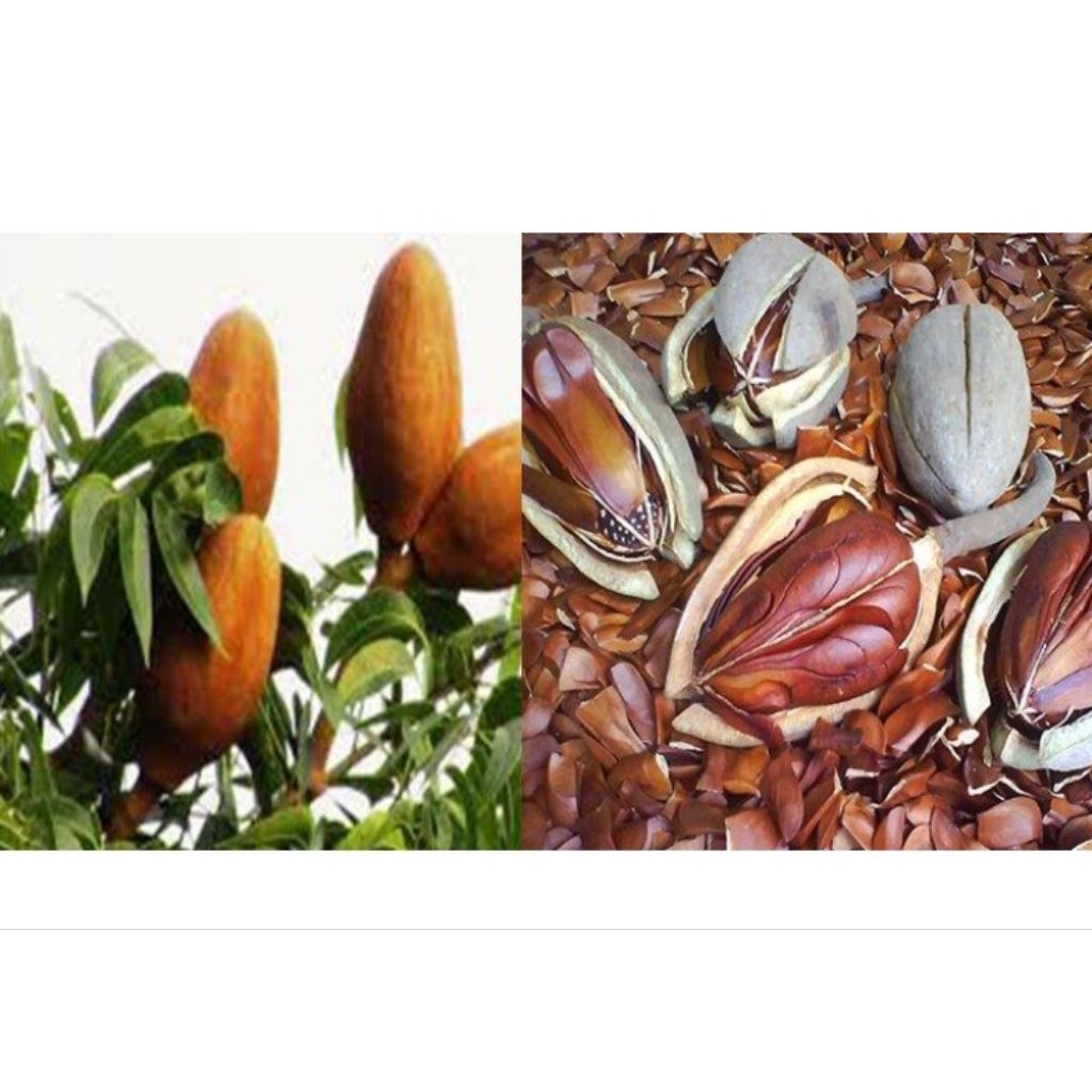 

BIJI MAHONI KERING BERSIH 1KG