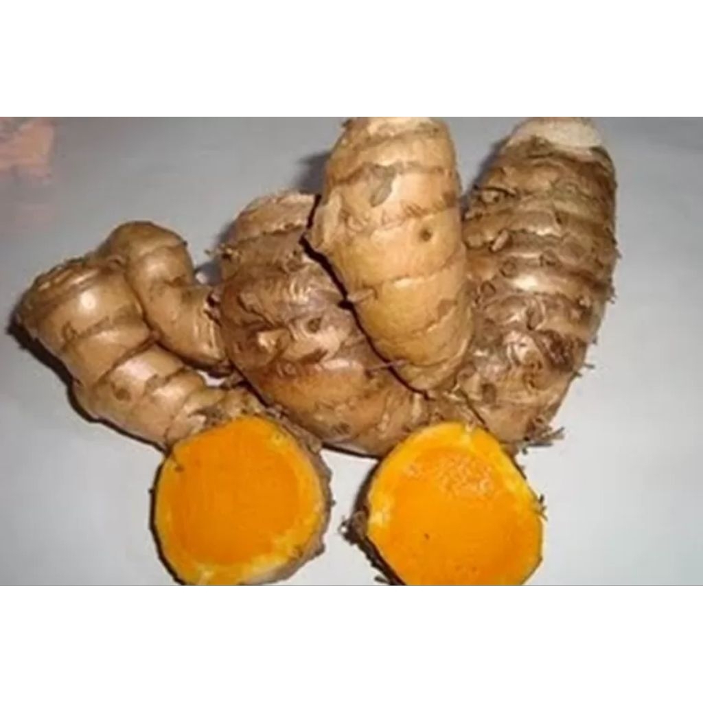 

TEMULAWAK segar kemasan 1kg