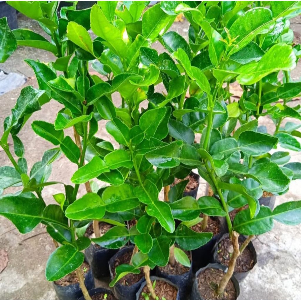 benih tanaman jeruk purut bibit jeruk purut tanaman jeruk purut okulasi