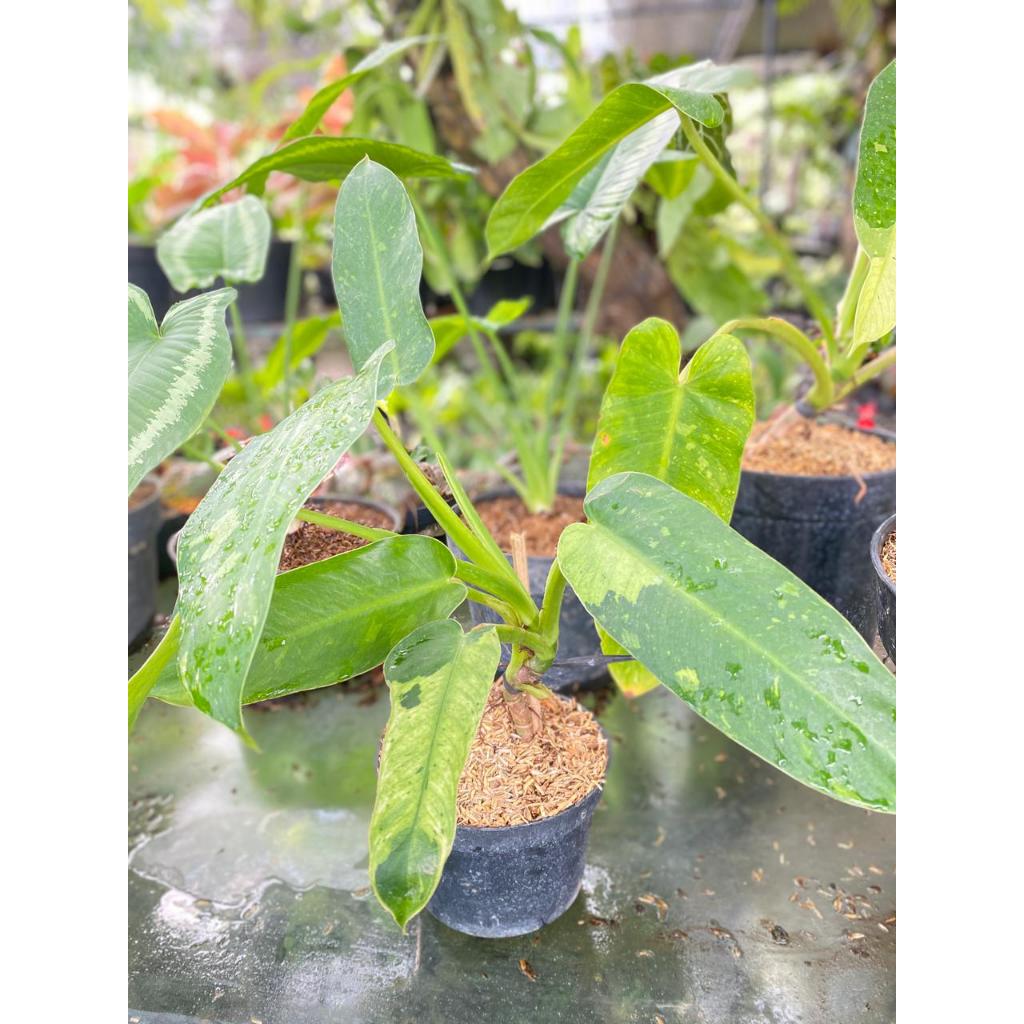 Tanaman hias philodendron jose buono varigata pot uk 18