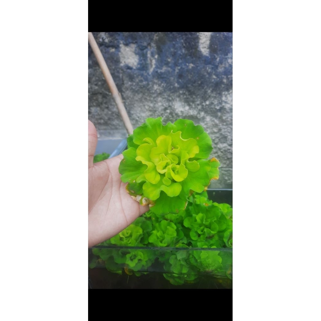 Kiambang Mawar/ Apu Apu Mawar size M