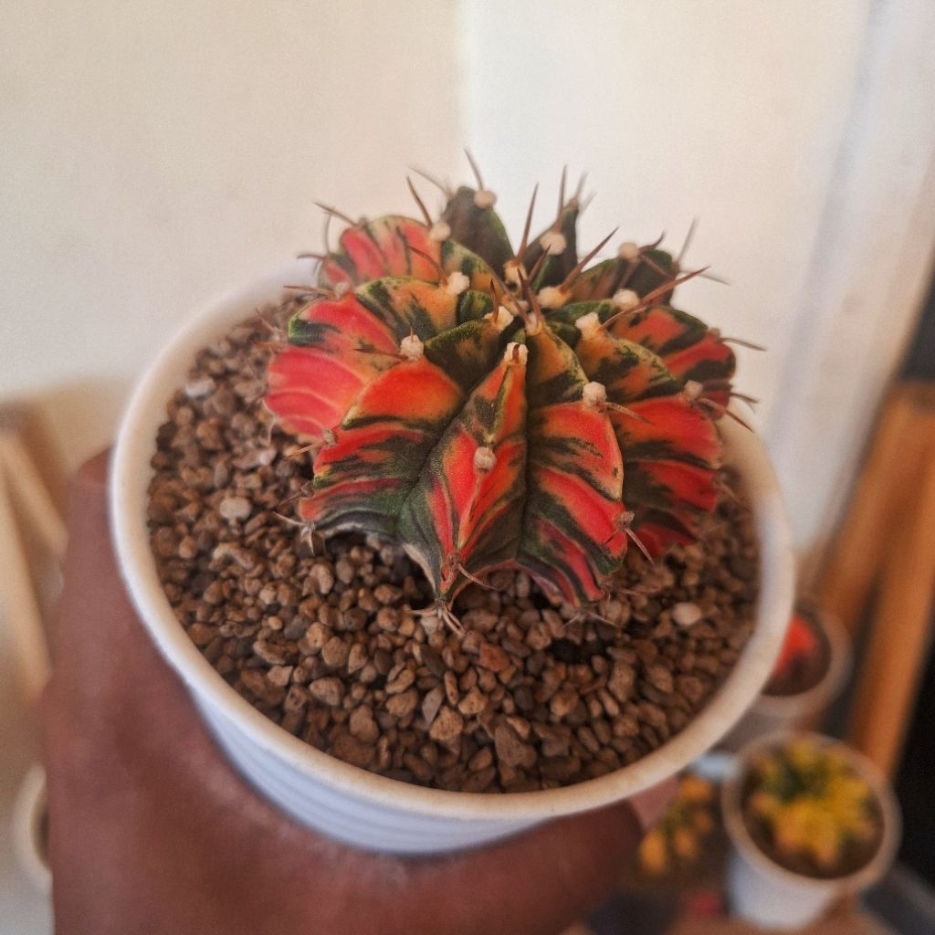 kaktus miha variegata