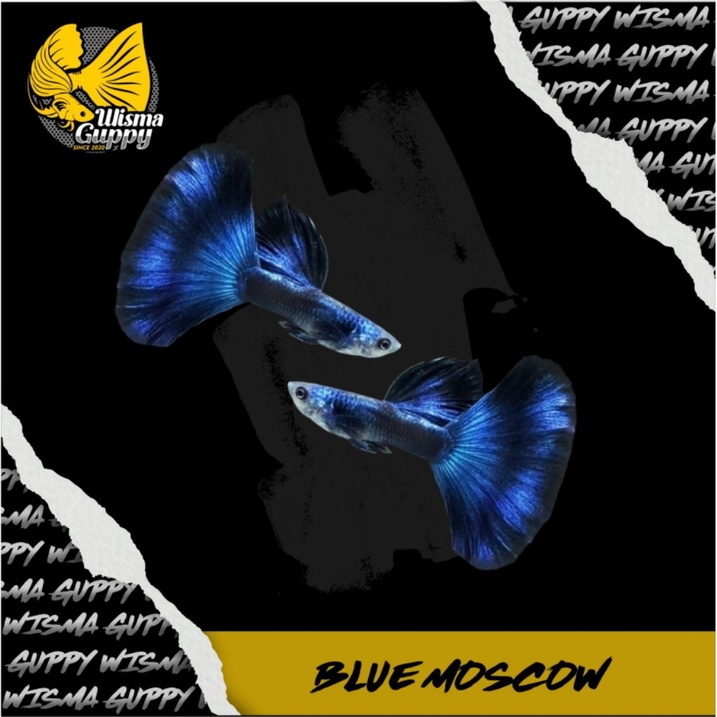 HIASAN AQUARIUM GUPPY BLUE MOSCOW