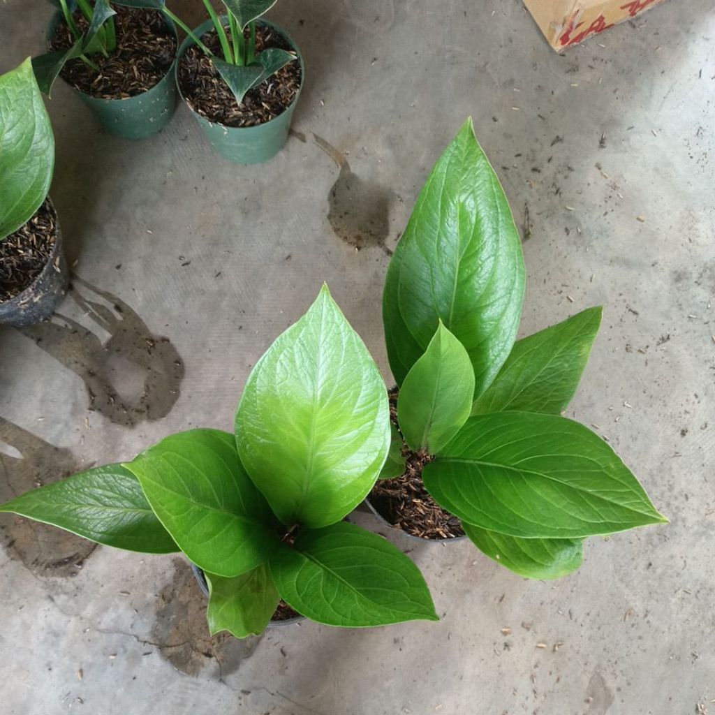 paket 2 jemani cobra katalog