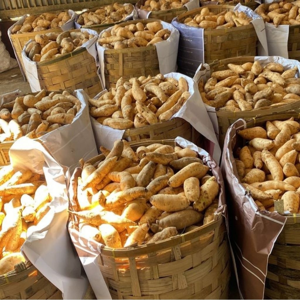 

UBI CILEMBU UBI JALAR UKURAN SEDANG 1Kg MENTAH