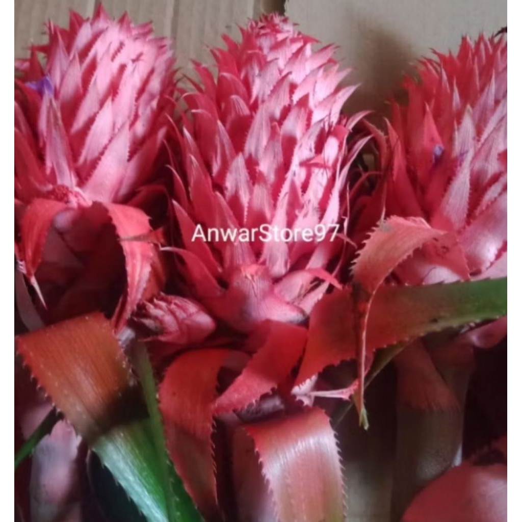 

Nanas merah muda 500 grm