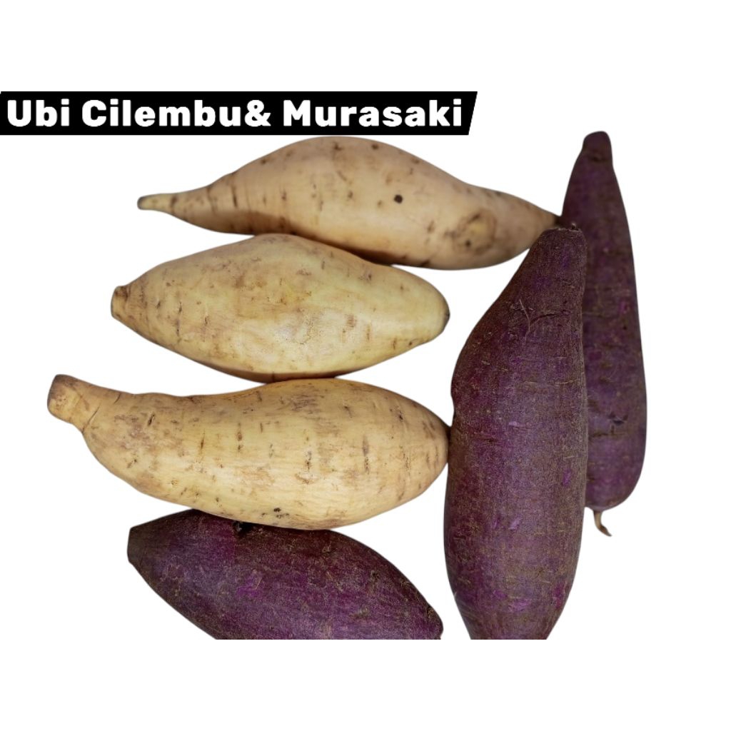 

Terlaris Ubi Cilembu si madu dan ub Murasaki Campur Berat 1 kg