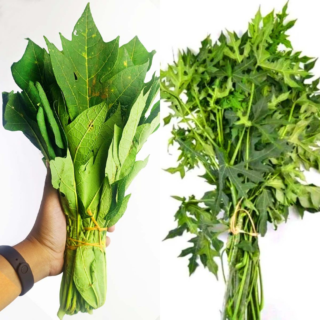

Sayuran Segar Daun Pepaya Lokal /Pepaya Pahit, Daun Pepaya Jepang Fresh 1 Ikat