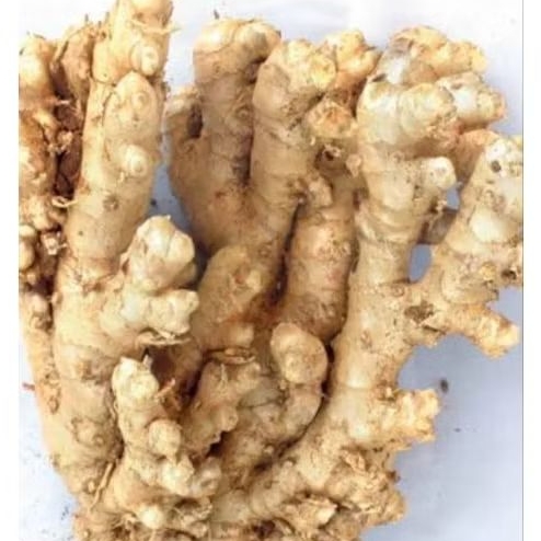 

Lempuyang Lampuyang segar herbal 500gr