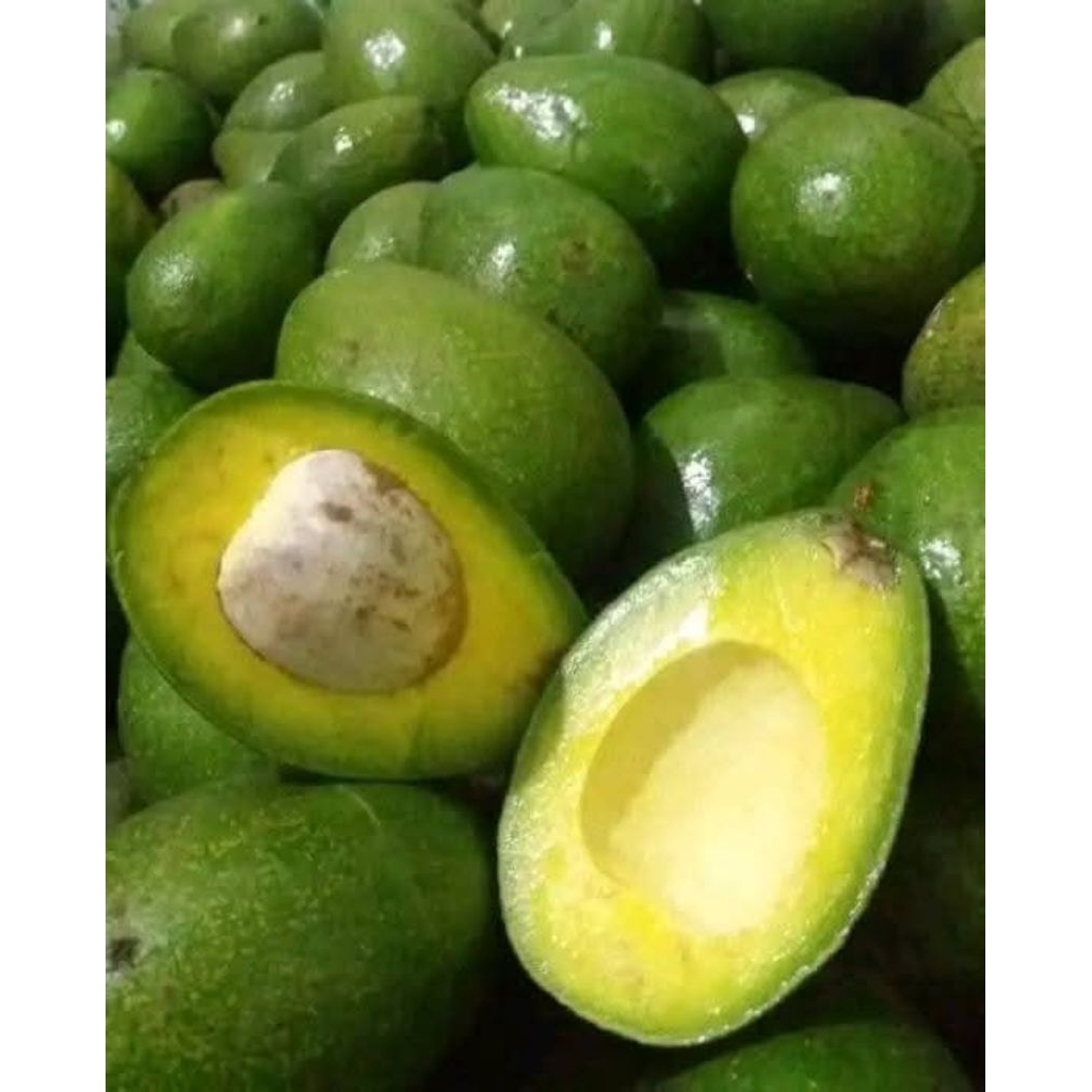 

Alpukat Mentega 1 Kg [RUMAH BUAH] BEST SELLER SURABAYA