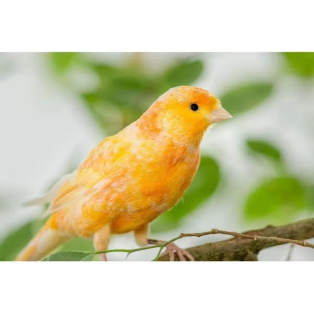 Burung kenari bahan loper warna cerah istimewa