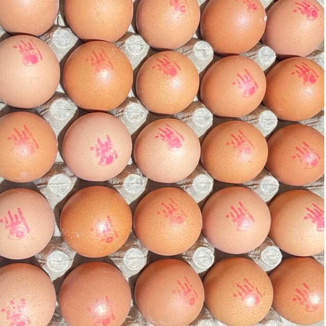 

Telur ayam TOP ( 1 papan 30 butir )