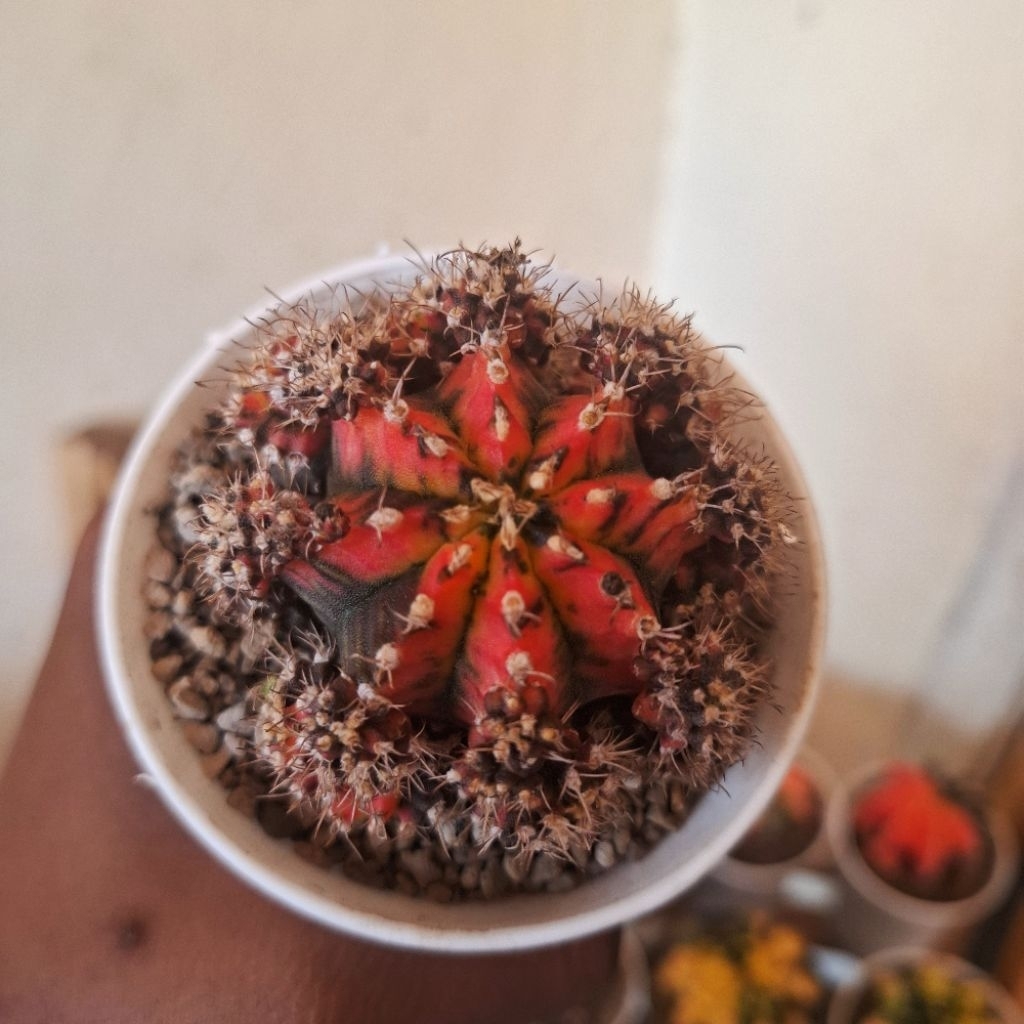 kaktus miha varigata thailand red enzel