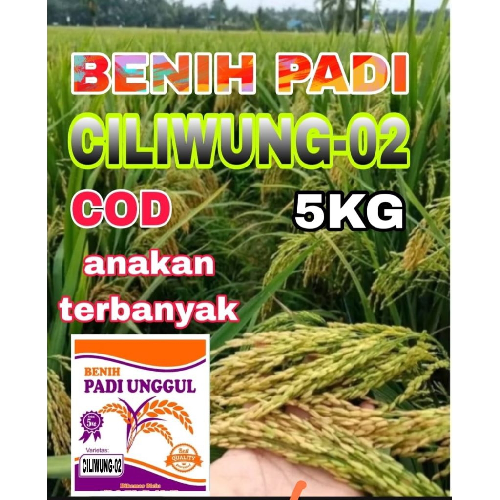 BENIH PADI 5KG CILIWUNG-02 BERSERTIFIKAT LABEL PUTIH ORIGINAL