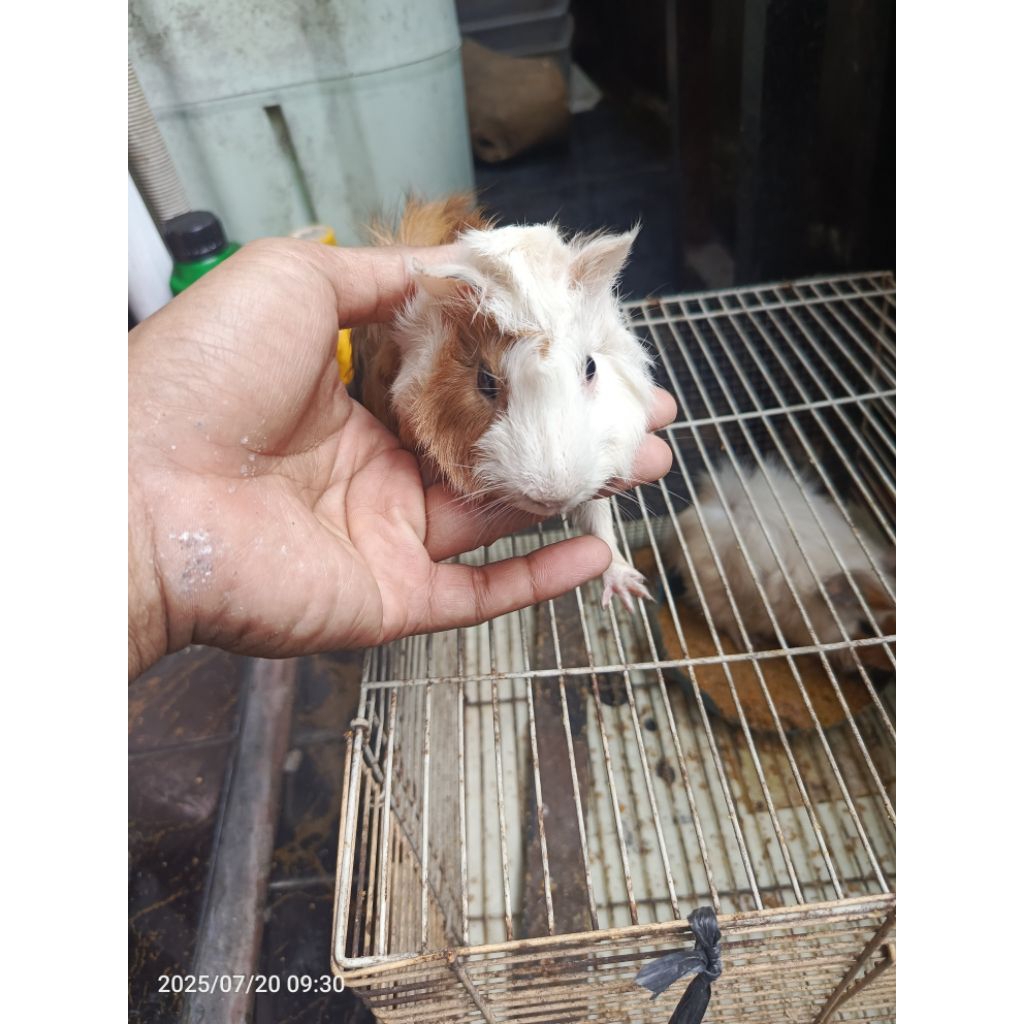 marmut abysinan ( marmut rambut jabrik )