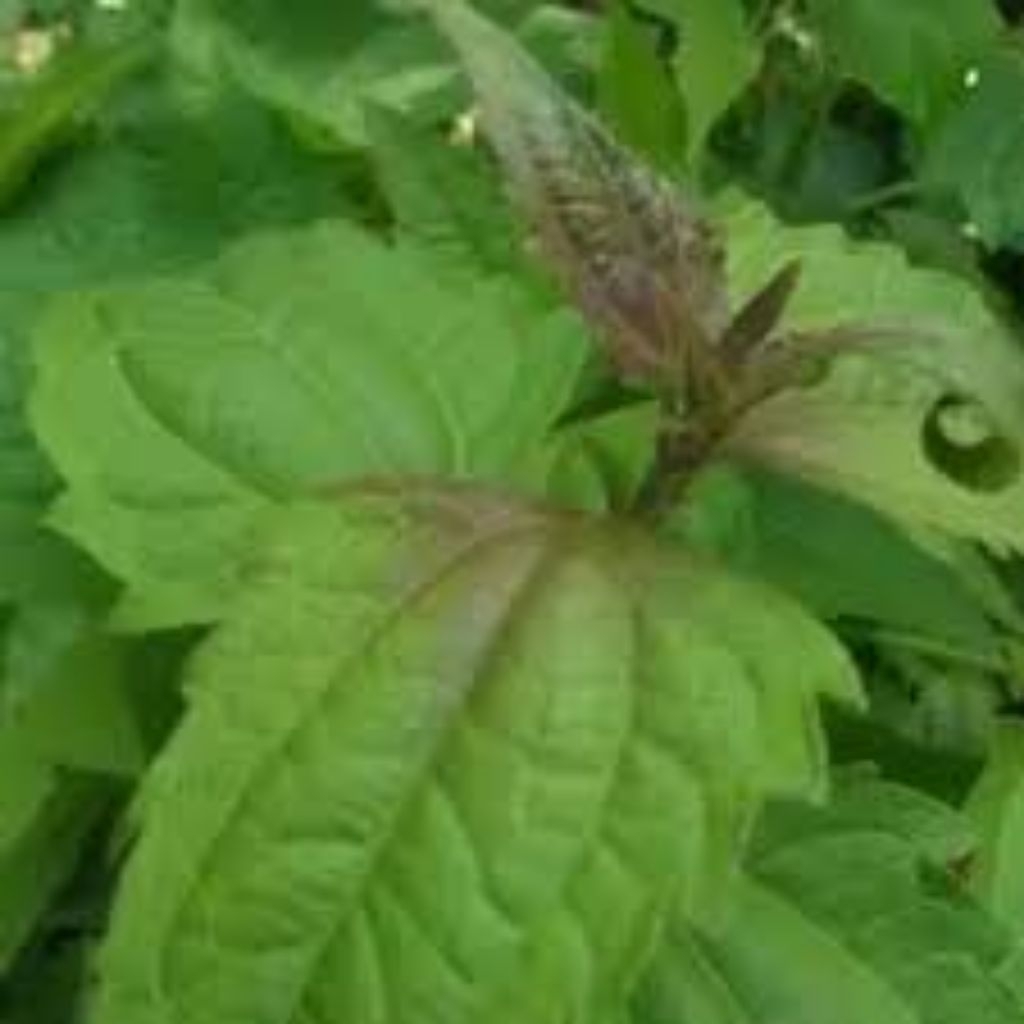 

100 lmbr daun balakacida segar freshh dadakan