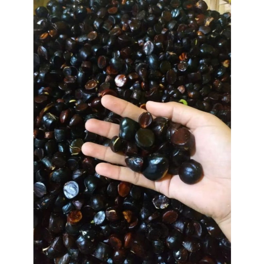 

kabau jolang jaling kuaw jengkol sumatera