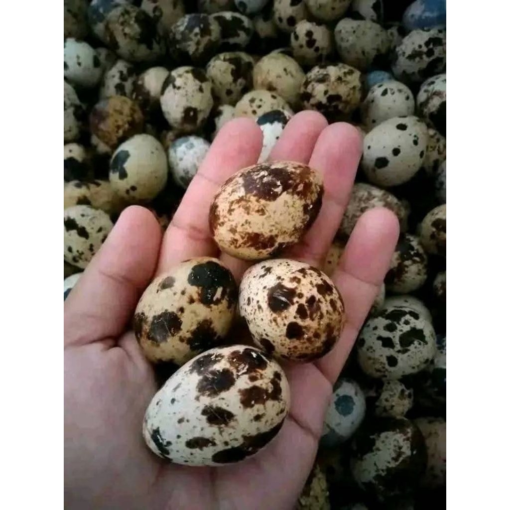 

Telur puyuh isi 25 butir