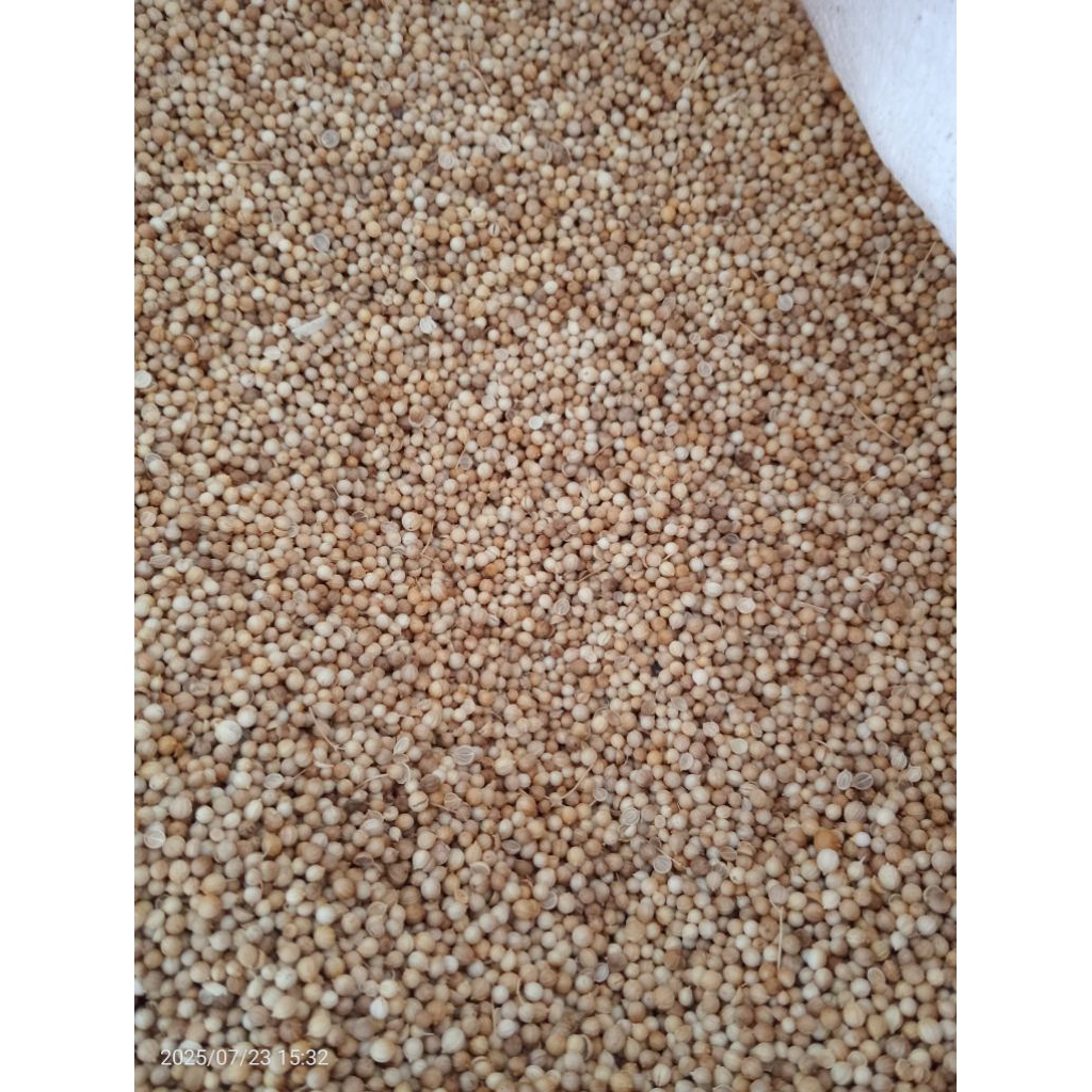 

KETUMBAR BUTIR / KETUMBAR BIJI