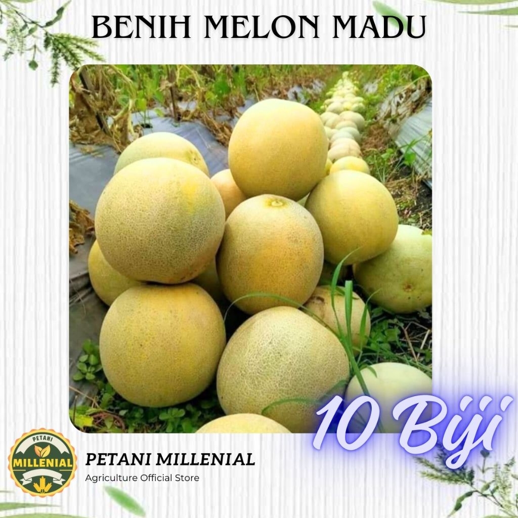 REPACK Benih melon madu 10 biji - Bibit melon daging putih