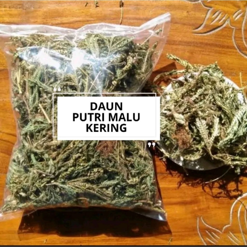 

daun putri malu kering asli Indonesia herbal alami berat 1 kg