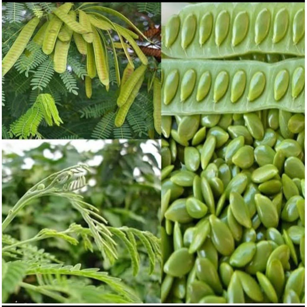 

Pete lamtoro Pete cina petey Selong fres dan segar petik dadakan kemasan 250 gram