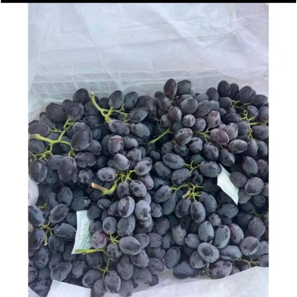 

Anggur Autum black / Anggur Autum Royal super manis garing fresh 1kg
