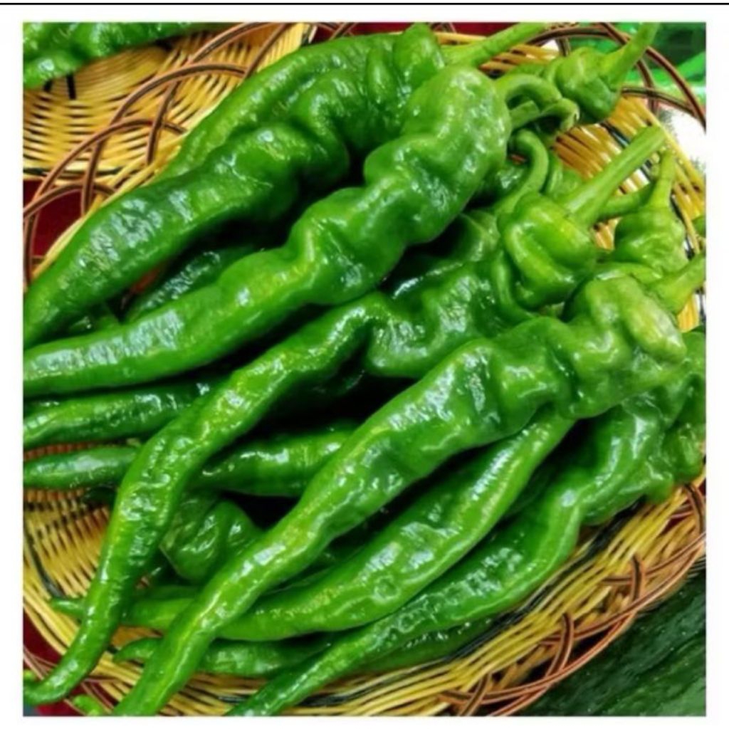 

Cabe Ulir Super Jumbo super pedas ( Cabe Import 3 pcs /pack