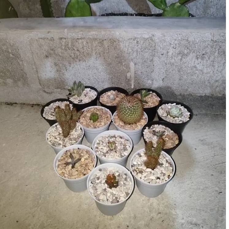 Top Florist Jogja - Pot Plastik Kaktus Mini 8cm Hitam/Putih