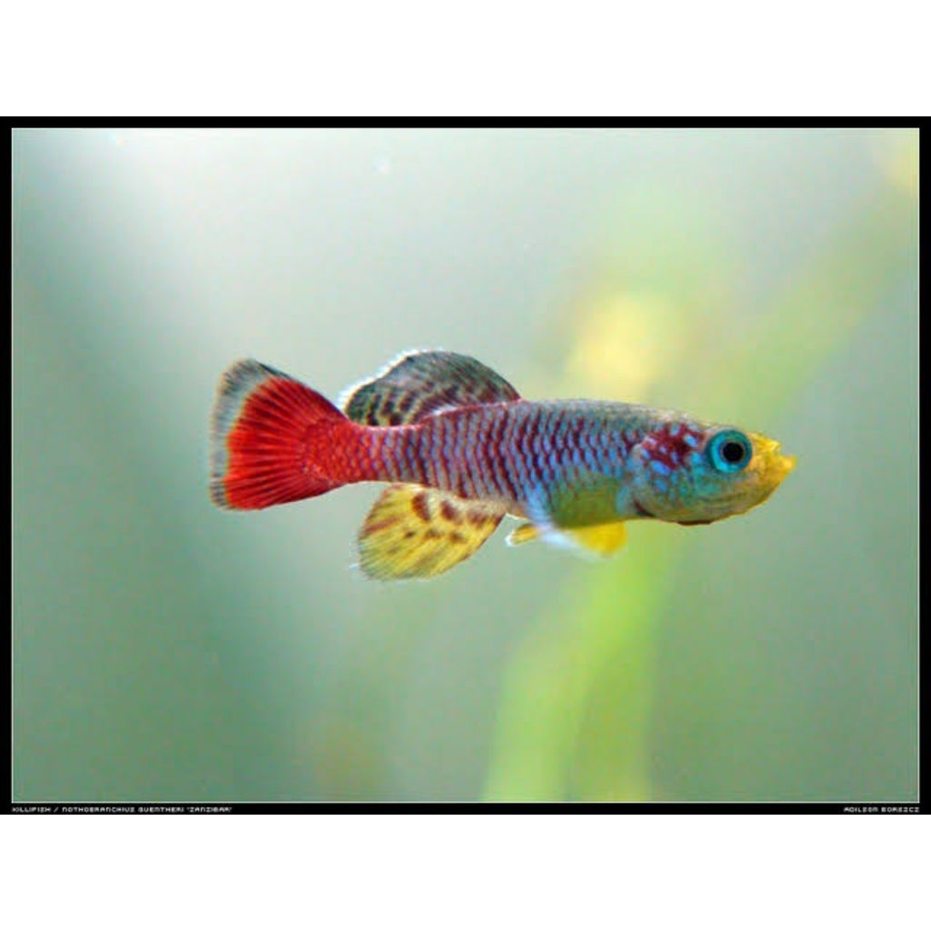 killifish guantheri red