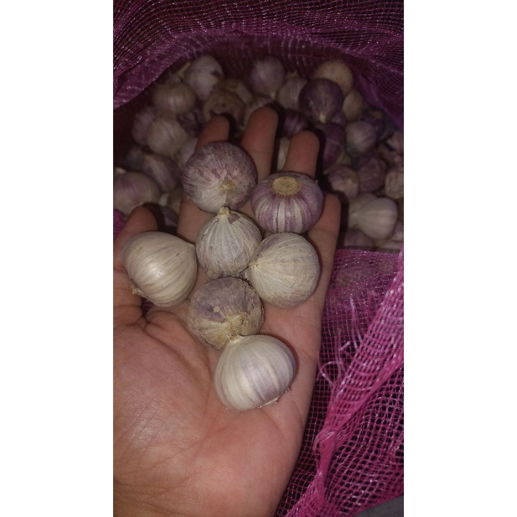 

BAWANG LANANG/ BAWANG TUNGGAL UK BESAR PREMIUM