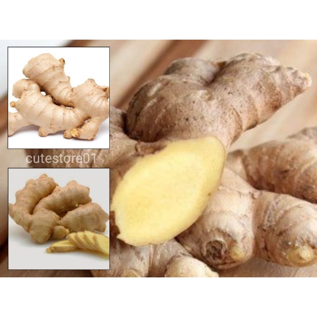 

Kunyit Kunir Putih Temu Putih 500gram Termurah