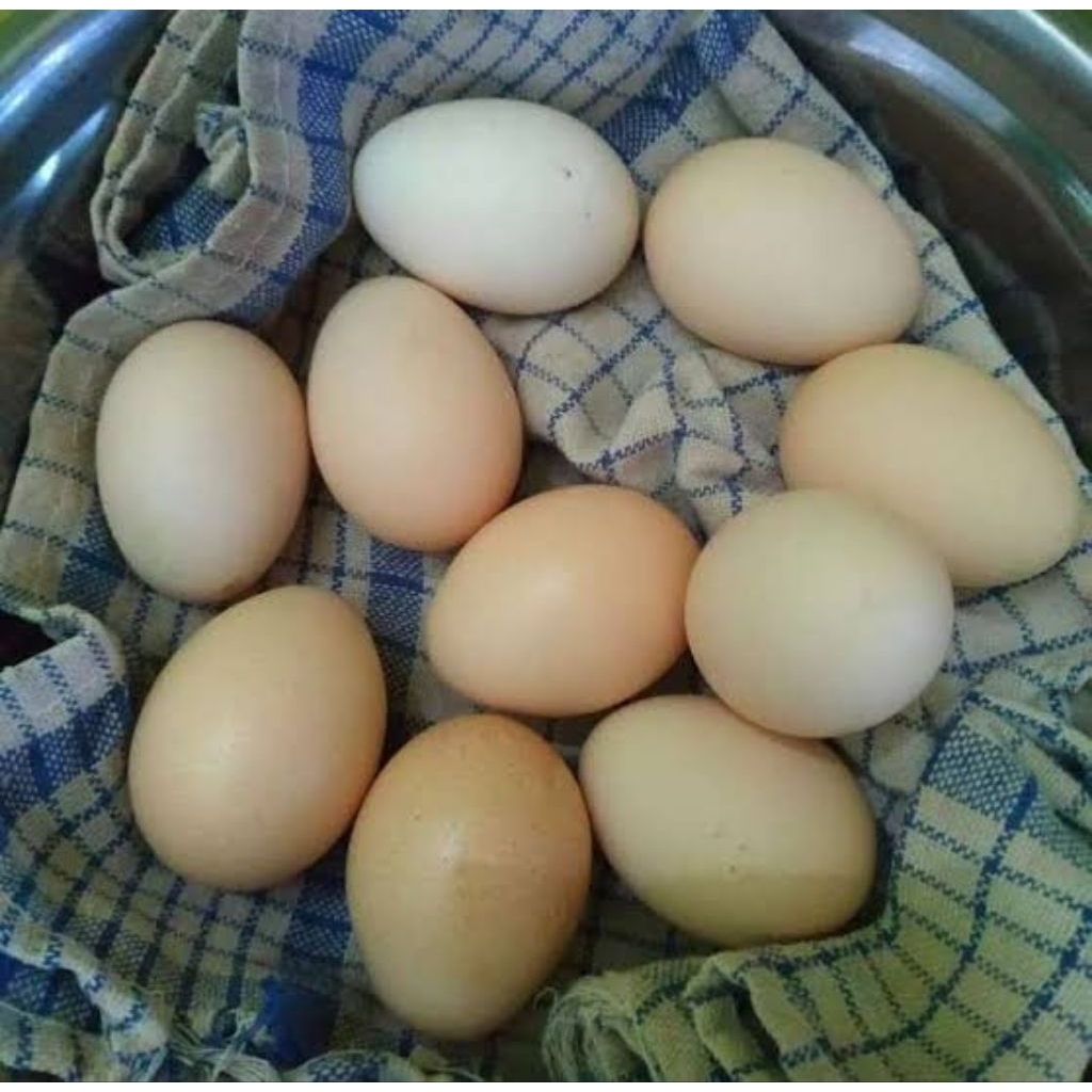 

telur ayam kampung .per butir co 8 gratis 1