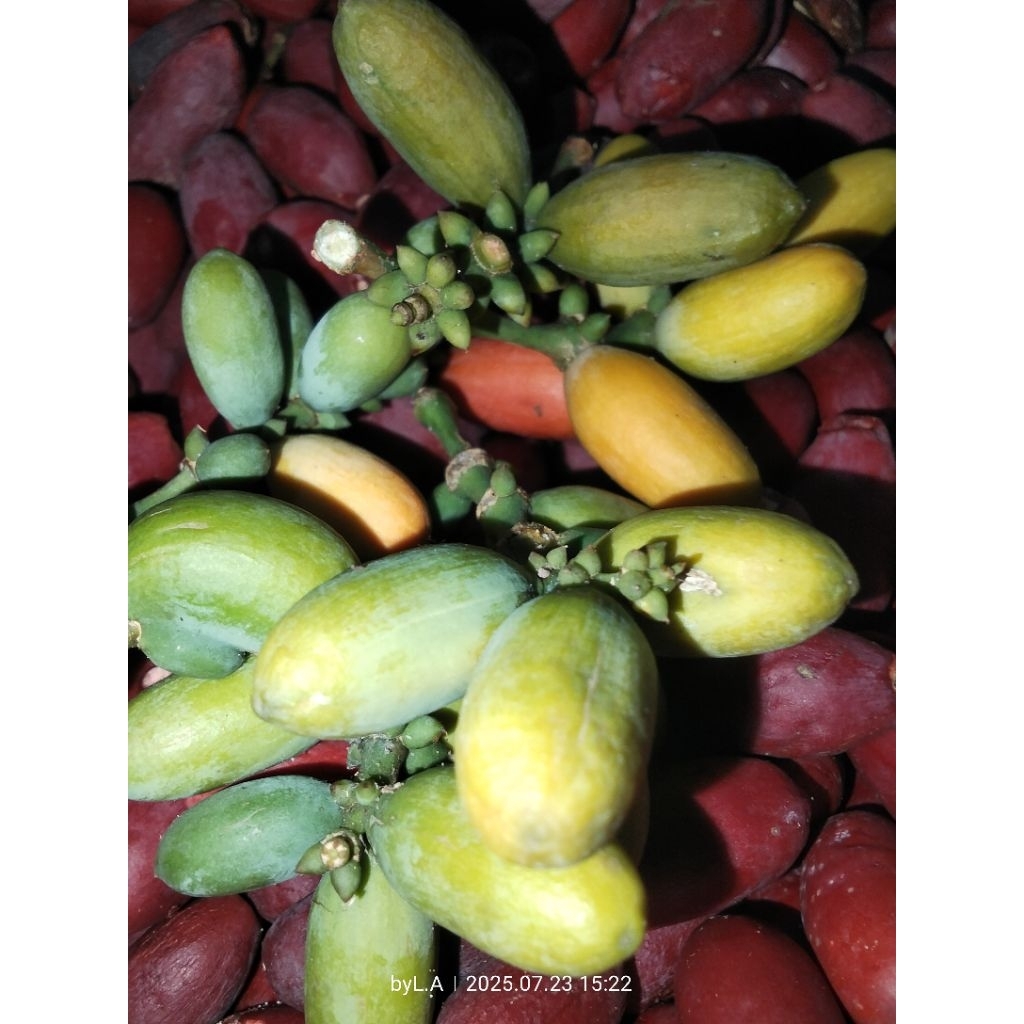 

Tangkil Melinjo Muda 500gr FRASH